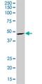 Serum Response Factor antibody, H00006722-M05, Novus Biologicals, Western Blot image 