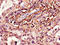 15-Hydroxyprostaglandin Dehydrogenase antibody, orb47415, Biorbyt, Immunohistochemistry paraffin image 