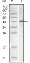 Influenza B Virus Nucleoprotein antibody, MA5-15375, Invitrogen Antibodies, Western Blot image 