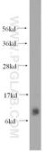 Small muscular protein antibody, 15791-1-AP, Proteintech Group, Western Blot image 