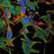 Neuronal Cell Adhesion Molecule antibody, NBP2-42191, Novus Biologicals, Immunofluorescence image 