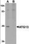 Autophagy Related 13 antibody, orb94527, Biorbyt, Western Blot image 