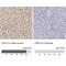 Cadherin 13 antibody, NBP1-85708, Novus Biologicals, Immunohistochemistry paraffin image 