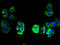 Transmembrane Protein 209 antibody, A63624-100, Epigentek, Immunofluorescence image 