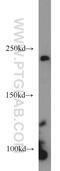 Lysine Demethylase 5A antibody, 18825-1-AP, Proteintech Group, Western Blot image 