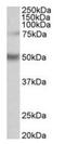 Unc-51 Like Kinase 3 antibody, orb125231, Biorbyt, Western Blot image 