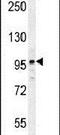 Interactor Of Little Elongation Complex ELL Subunit 2 antibody, PA5-24021, Invitrogen Antibodies, Western Blot image 