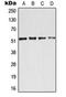 Activating Transcription Factor 2 antibody, orb216066, Biorbyt, Western Blot image 