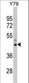 Nas7 antibody, LS-C162242, Lifespan Biosciences, Western Blot image 