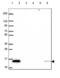 KIAA0040 antibody, NBP2-49573, Novus Biologicals, Western Blot image 