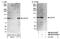 Ubiquitin Specific Peptidase 16 antibody, NB100-81639, Novus Biologicals, Western Blot image 