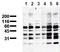 Phosphoserine antibody, AM00117PU-N, Origene, Western Blot image 