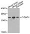 Claudin Domain Containing 1 antibody, A2945, ABclonal Technology, Western Blot image 