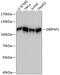 GRIP1 Associated Protein 1 antibody, 14-236, ProSci, Western Blot image 