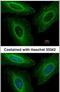 Tyrosine 3-Monooxygenase/Tryptophan 5-Monooxygenase Activation Protein Eta antibody, PA5-28113, Invitrogen Antibodies, Immunofluorescence image 