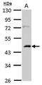 Casein Kinase 1 Alpha 1 Like antibody, NBP2-16020, Novus Biologicals, Western Blot image 