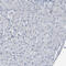 Diacylglycerol Kinase Zeta antibody, HPA051336, Atlas Antibodies, Immunohistochemistry frozen image 