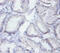 Synaptotagmin Binding Cytoplasmic RNA Interacting Protein antibody, CSB-PA03334A0Rb, Cusabio, Immunohistochemistry frozen image 
