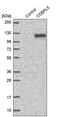 Oxysterol Binding Protein Like 5 antibody, PA5-63606, Invitrogen Antibodies, Western Blot image 