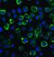 Tyrosine Kinase 2 antibody, A01642-1, Boster Biological Technology, Immunofluorescence image 