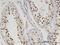 Tyrosyl-DNA Phosphodiesterase 2 antibody, H00051567-M01, Novus Biologicals, Immunohistochemistry paraffin image 