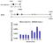 Protein Phosphatase 6 Catalytic Subunit antibody, PA5-28919, Invitrogen Antibodies, Chromatin Immunoprecipitation image 