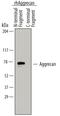 Aggrecan antibody, MAB64892, R&D Systems, Western Blot image 