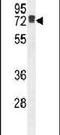 Leucine Rich Repeat Containing 40 antibody, PA5-24502, Invitrogen Antibodies, Western Blot image 