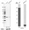 Kinetochore Localized Astrin (SPAG5) Binding Protein antibody, HPA042027, Atlas Antibodies, Western Blot image 