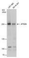 Autophagy Related 2A antibody, PA5-78435, Invitrogen Antibodies, Western Blot image 