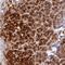 AE Binding Protein 2 antibody, NBP2-30712, Novus Biologicals, Immunohistochemistry frozen image 