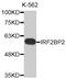 Interferon Regulatory Factor 2 Binding Protein 2 antibody, MBS128598, MyBioSource, Western Blot image 