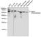 Monoglyceride Lipase antibody, A04317, Boster Biological Technology, Western Blot image 