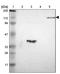 RHO Family Interacting Cell Polarization Regulator 1 antibody, PA5-52228, Invitrogen Antibodies, Western Blot image 