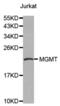 O-6-Methylguanine-DNA Methyltransferase antibody, abx000535, Abbexa, Western Blot image 