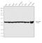 Tubulin Alpha 4a antibody, PA1-38814, Invitrogen Antibodies, Western Blot image 