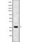 Claudin 14 antibody, abx149384, Abbexa, Western Blot image 