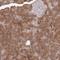 SH3 And PX Domains 2B antibody, NBP1-93965, Novus Biologicals, Immunohistochemistry frozen image 