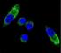 Cytochrome P450 Family 1 Subfamily A Member 1 antibody, F50940-0.4ML, NSJ Bioreagents, Western Blot image 