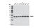 Endoplasmic Reticulum Protein 44 antibody, 3798T, Cell Signaling Technology, Western Blot image 