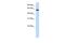 Chromodomain Y Like antibody, PA5-43290, Invitrogen Antibodies, Western Blot image 