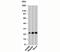 NFKB Inhibitor Interacting Ras Like 1 antibody, 33-038, ProSci, Western Blot image 