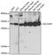 ADP/ATP translocase 2 antibody, A15639, ABclonal Technology, Western Blot image 