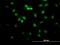 FLI1 antibody, H00002313-M07, Novus Biologicals, Immunofluorescence image 