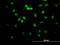 Fli-1 Proto-Oncogene, ETS Transcription Factor antibody, H00002313-M07, Novus Biologicals, Immunofluorescence image 