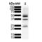 Microtubule Associated Protein Tau antibody, 57013, QED Bioscience, Western Blot image 