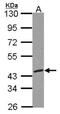 Replication Factor C Subunit 3 antibody, NBP2-20134, Novus Biologicals, Western Blot image 