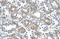 Arginase 1 antibody, orb330437, Biorbyt, Immunohistochemistry paraffin image 