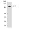  antibody, LS-C291981, Lifespan Biosciences, Western Blot image 