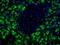 Human pancreatic exocrine cell antibody, NBP1-18952, Novus Biologicals, Immunofluorescence image 